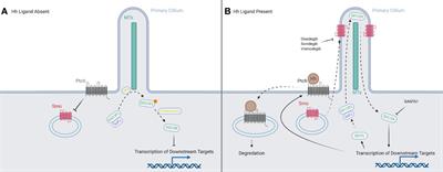 The hedgehog pathway in hematopoiesis and hematological malignancy